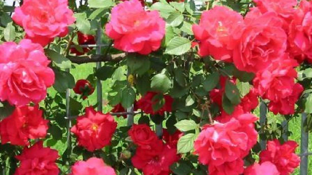 Roses in Indian Winters: Key Pruning, Propagation & Expert Care Tips